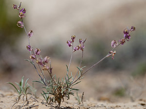 Matthiola fruticulosa (Brassicaceae)  - Matthiole en buisson, Giroflée buissonnante, Matthiole buissonnante, Matthiole ligneuse - Sad Stock Erribera / Ribera [Espagne] 29/04/2011 - 340m