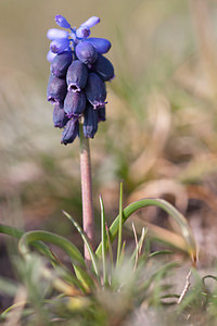 Muscari botryoides (Asparagaceae)  - Muscari fausse botryde, Muscari faux botrys, Muscari botryoïde, Muscari en grappe - Compact Grape-hyacinth Metropolialdea / Area Metropolitana [Espagne] 26/04/2011 - 980m