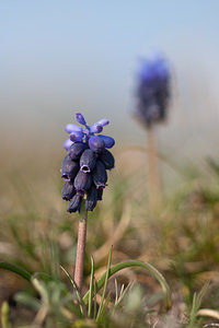 Muscari botryoides (Asparagaceae)  - Muscari fausse botryde, Muscari faux botrys, Muscari botryoïde, Muscari en grappe - Compact Grape-hyacinth Metropolialdea / Area Metropolitana [Espagne] 26/04/2011 - 980m