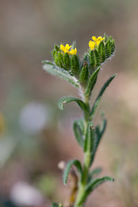 Neatostema apulum (Boraginaceae)  - Néatostème d'Apulie, Grémil d'Apulie, Grémil jaune Erribera / Ribera [Espagne] 28/04/2011 - 360m