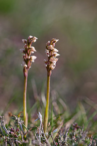 Neotinea maculata (Orchidaceae)  - Néotinée maculée, Orchis maculé - Dense-flowered Orchid Metropolialdea / Area Metropolitana [Espagne] 26/04/2011 - 980m