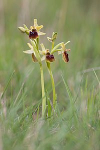 Ophrys aranifera (Orchidaceae)  - Ophrys araignée, Oiseau-coquet - Early Spider-orchid Irunerria / Comarca de Pamplona [Espagne] 26/04/2011 - 430m