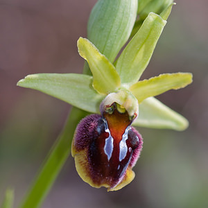 Ophrys aranifera (Orchidaceae)  - Ophrys araignée, Oiseau-coquet - Early Spider-orchid Metropolialdea / Area Metropolitana [Espagne] 26/04/2011 - 990m