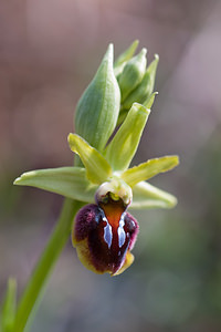 Ophrys aranifera (Orchidaceae)  - Ophrys araignée, Oiseau-coquet - Early Spider-orchid Metropolialdea / Area Metropolitana [Espagne] 26/04/2011 - 990m