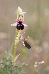 Ophrys catalaunica (Orchidaceae)  - Ophrys de Catalogne Aude [France] 22/04/2011 - 150m