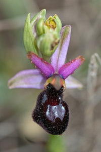 Ophrys catalaunica (Orchidaceae)  - Ophrys de Catalogne Aude [France] 22/04/2011 - 150m