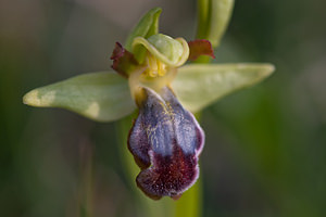 Ophrys fusca (Orchidaceae)  - Ophrys brun Metropolialdea / Area Metropolitana [Espagne] 26/04/2011 - 980m