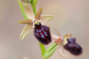 Ophrys incubacea (Orchidaceae)  - Ophrys noir, Ophrys de petite taille, Ophrys noirâtre Aude [France] 22/04/2011 - 150m