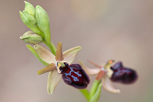 Ophrys incubacea (Orchidaceae)  - Ophrys noir, Ophrys de petite taille, Ophrys noirâtre Aude [France] 22/04/2011 - 150m