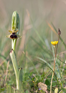 Ophrys riojana (Orchidaceae)  Erdialdea / Zona Media [Espagne] 28/04/2011 - 350m