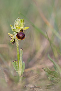 Ophrys riojana (Orchidaceae)  Erdialdea / Zona Media [Espagne] 28/04/2011 - 350m