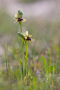 Ophrys riojana (Orchidaceae)  Erdialdea / Zona Media [Espagne] 28/04/2011 - 350m