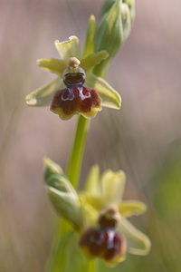 Ophrys riojana (Orchidaceae)  Erdialdea / Zona Media [Espagne] 28/04/2011 - 350m