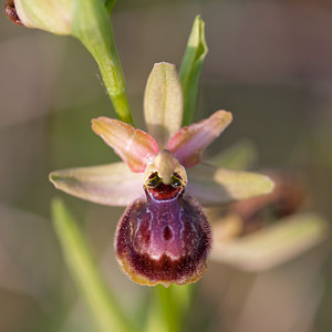 Ophrys riojana