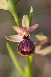 Ophrys riojana (Orchidaceae)  Erdialdea / Zona Media [Espagne] 28/04/2011 - 350m