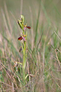 Ophrys riojana (Orchidaceae)  Erdialdea / Zona Media [Espagne] 28/04/2011 - 350m