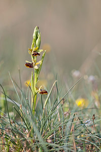 Ophrys riojana (Orchidaceae)  Erdialdea / Zona Media [Espagne] 28/04/2011 - 350m