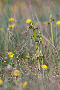 Ophrys riojana (Orchidaceae)  Erdialdea / Zona Media [Espagne] 28/04/2011 - 350m