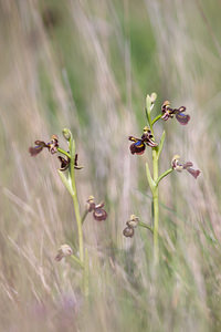 Ophrys speculum (Orchidaceae)  - Ophrys miroir, Ophrys cilié Erdialdea / Zona Media [Espagne] 27/04/2011 - 510m