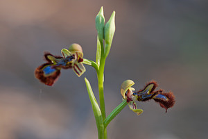 Ophrys speculum (Orchidaceae)  - Ophrys miroir, Ophrys cilié Erdialdea / Zona Media [Espagne] 29/04/2011 - 390m