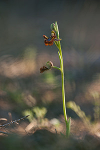 Ophrys speculum (Orchidaceae)  - Ophrys miroir, Ophrys cilié Erdialdea / Zona Media [Espagne] 29/04/2011 - 390m