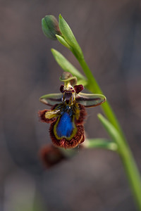 Ophrys speculum (Orchidaceae)  - Ophrys miroir, Ophrys cilié Erdialdea / Zona Media [Espagne] 29/04/2011 - 390m