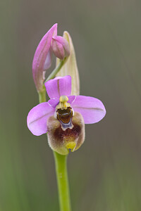 Ophrys tenthredinifera subsp. ficalhoana (Orchidaceae)  - Ophrys de Ficalho Irunerria / Comarca de Pamplona [Espagne] 26/04/2011 - 430m