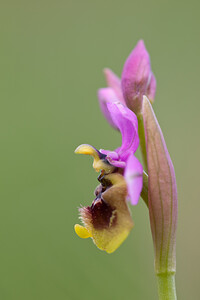 Ophrys tenthredinifera subsp. ficalhoana (Orchidaceae)  - Ophrys de Ficalho Irunerria / Comarca de Pamplona [Espagne] 26/04/2011 - 430m