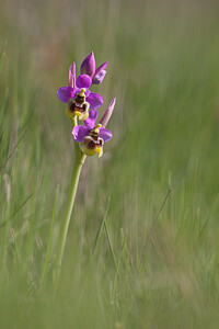 Ophrys tenthredinifera subsp. ficalhoana (Orchidaceae)  - Ophrys de Ficalho Erdialdea / Zona Media [Espagne] 27/04/2011 - 520m