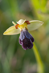 Ophrys vasconica (Orchidaceae)  - Ophrys de Gascogne, Ophrys du pays Basque Montejurra [Espagne] 30/04/2011 - 760m