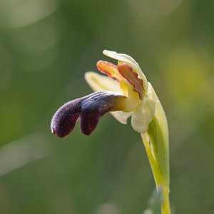 Ophrys vasconica (Orchidaceae)  - Ophrys de Gascogne, Ophrys du pays Basque Montejurra [Espagne] 30/04/2011 - 760m
