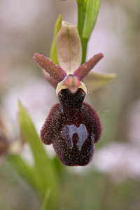 Ophrys x raimbaultii (Orchidaceae)  - Ophrys de RaimbaultOphrys incubacea x Ophrys magniflora. Aude [France] 22/04/2011 - 150m