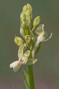 Orchis provincialis (Orchidaceae)  - Orchis de Provence Metropolialdea / Area Metropolitana [Espagne] 26/04/2011 - 1000m