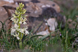 Orchis provincialis (Orchidaceae)  - Orchis de Provence Metropolialdea / Area Metropolitana [Espagne] 26/04/2011 - 1000m