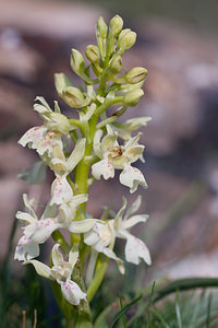 Orchis provincialis (Orchidaceae)  - Orchis de Provence Metropolialdea / Area Metropolitana [Espagne] 26/04/2011 - 1000m