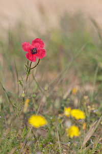 Papaver hybridum (Papaveraceae)  - Pavot hybride, Pavot hispide - Rough Poppy Erdialdea / Zona Media [Espagne] 28/04/2011 - 350m