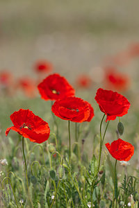 Papaver rhoeas (Papaveraceae)  - Coquelicot, Grand coquelicot, Pavot coquelicot - Common Poppy Erdialdea / Zona Media [Espagne] 28/04/2011 - 390m