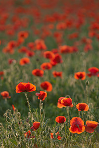 Papaver rhoeas (Papaveraceae)  - Coquelicot, Grand coquelicot, Pavot coquelicot - Common Poppy Erribera / Ribera [Espagne] 29/04/2011 - 280m