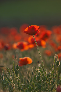 Papaver rhoeas Coquelicot, Grand coquelicot, Pavot coquelicot Common Poppy