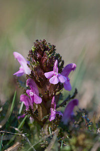 Pedicularis sylvatica (Orobanchaceae)  - Pédiculaire des forêts, Pédiculaire des bois, Herbe-aux-poux - Lousewort Correze [France] 18/04/2011 - 800m