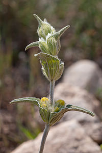 Phlomis lychnitis (Lamiaceae)  - Phlomide lychnite, Phlomis lychnite, Lychnite Cinco Villas [Espagne] 30/04/2011 - 550m