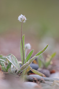 Plantago bellardii (Plantaginaceae)  - Plantain de Bellardi Aude [France] 24/04/2011 - 30m