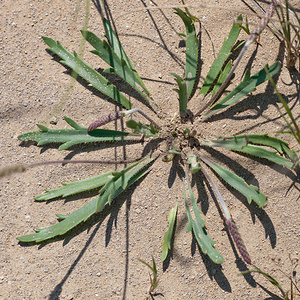 Plantago coronopus (Plantaginaceae)  - Plantain corne-de-cerf - Buck's-horn Plantain Erribera / Ribera [Espagne] 29/04/2011 - 320m