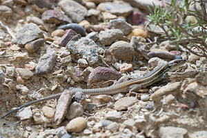 Psammodromus algirus (Lacertidae)  - Psammodrome algire - Large Psammodromus Erribera / Ribera [Espagne] 29/04/2011 - 340m