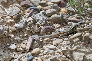 Psammodromus algirus (Lacertidae)  - Psammodrome algire - Large Psammodromus Erribera / Ribera [Espagne] 29/04/2011 - 340m