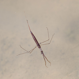 Ranatra linearis (Nepidae)  - Ranâtre - Water Stick Insect Erribera / Ribera [Espagne] 28/04/2011 - 380m