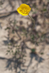 Ranunculus paludosus (Ranunculaceae)  - Renoncule des marais, Renoncule à feuilles de cerfeuil - Jersey Buttercup Erribera / Ribera [Espagne] 28/04/2011 - 360mComme son nom ne l'indique pas: Lieux secs incultes?