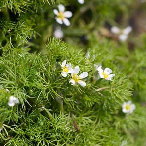 Ranunculus trichophyllus subsp. eradicatus (Ranunculaceae)  - Renoncule déracinée, Renoncule radicante Irunerria / Comarca de Pamplona [Espagne] 26/04/2011 - 410m