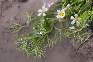 Ranunculus trichophyllus subsp. eradicatus (Ranunculaceae)  - Renoncule déracinée, Renoncule radicante Irunerria / Comarca de Pamplona [Espagne] 26/04/2011 - 410m