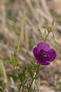 Roemeria hybrida (Papaveraceae)  - Roemérie hybride Erribera / Ribera [Espagne] 29/04/2011 - 300m